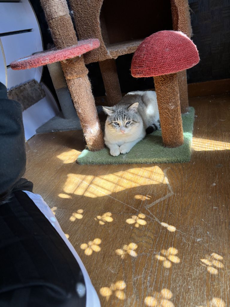 グリ